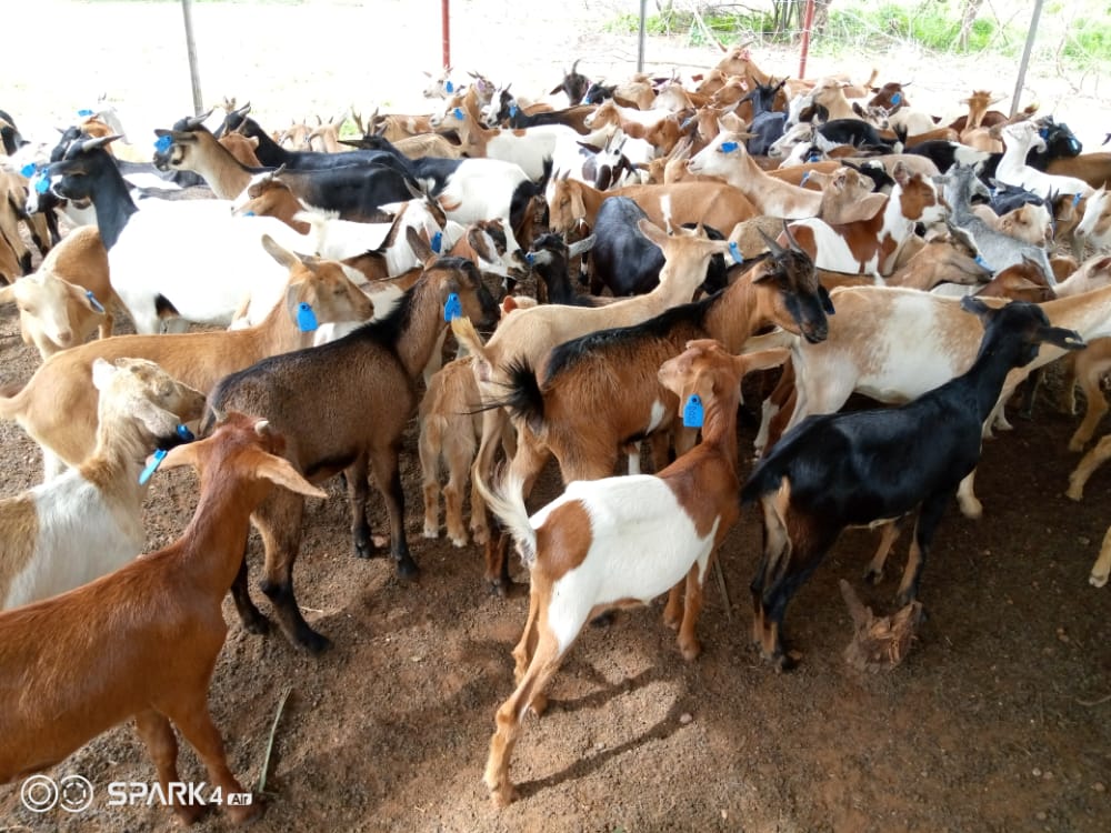 miltonzhakata's tweet photo. 👉Started with 25. 
👉Increased the breeding stock
👉Now we are improving the genetics
#ZimAgricRising https://t.co/sB4ek3ChH1
