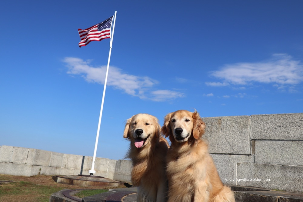 On this date in 1942 the United States K9 Corps was founded. Today we thank all the dogs who serve and protect our country and communities, reminding us that heroes come in all sizes. #K9VeteransDay #MilitaryWorkingDogs #ThankYou🇺🇸🐾