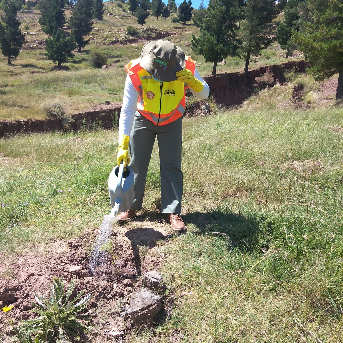 Ministry of Forestry Range and Soil Conservation tweet media