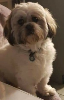 millypod1's tweet photo. 🆘11 MAR 2021. JACK #STOLEN @gmpolice
#ScanMe #Tagged
White &amp; Tan Shih Tzu Male (Recently Groomed)
Rochdale Road #Collyhurst #Manchester #M40
TAKEN nr Bobby's Convenience store (next to William Mays jewellers) by a person dressed all in black
☎️07951907578
https://t.co/BWdo9O1Nh8 https://t.co/5wvC8taNX7