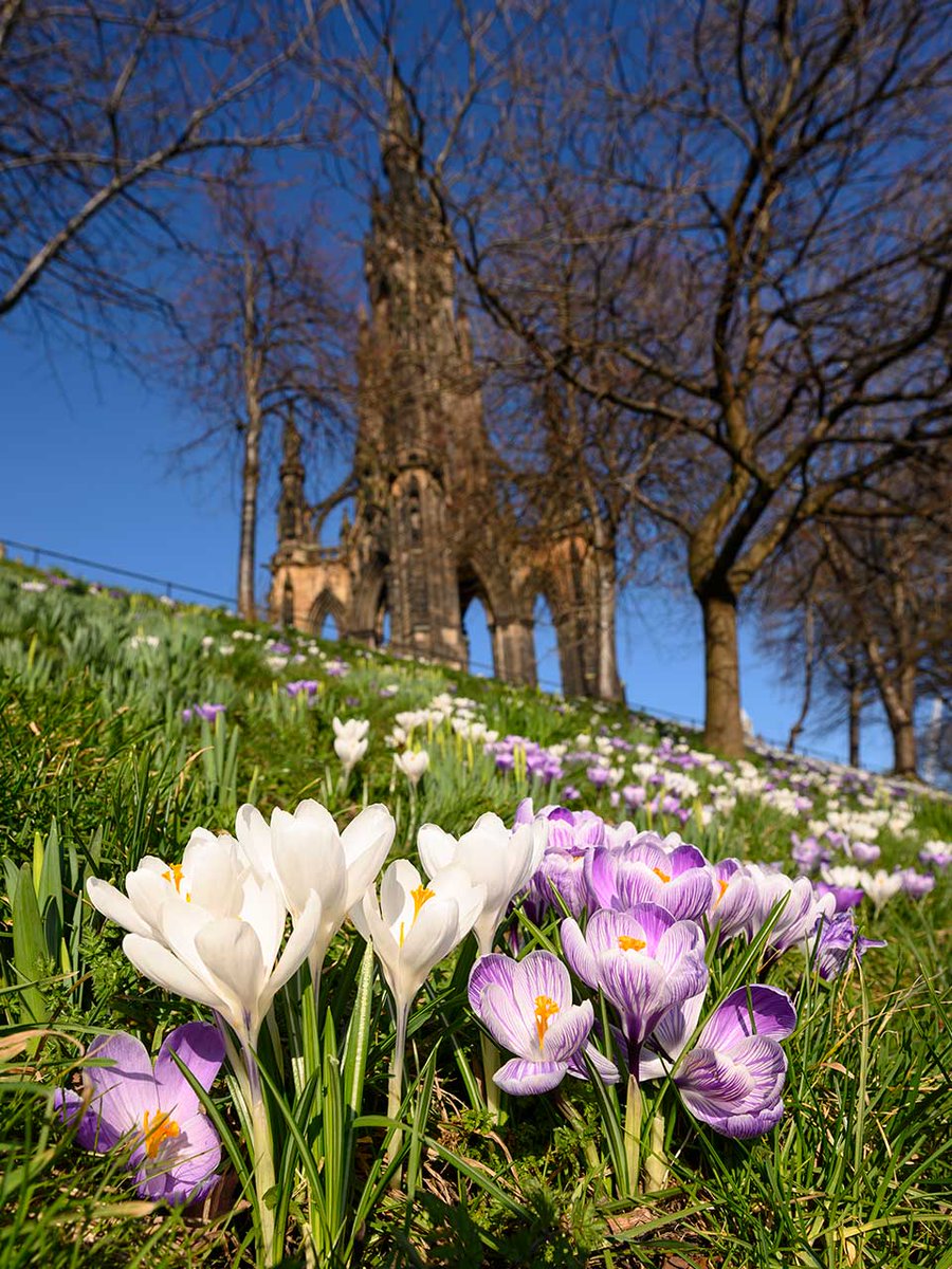 Crocus Focus in city centre locus #Edinburgh @EdinCulture @Edinburgh_CC #ScotlandIsNow #WalterScott