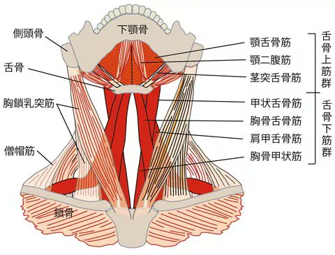 仁 Niki Kohei Mtr Lab 普段の舌の位置はどこ 苦しい不良姿勢放置 腹式呼吸の抑制 呼吸浅薄化と胸式呼吸惹起 胸鎖乳突筋の緊張継続 胸鎖乳突筋の作用で頭蓋骨が顎だし姿勢に 上記で不良姿勢が作られるというが 頚部前面の 仁 Niki Kohei Mtr Lab 普段の舌の位置はどこ 苦しい不良姿勢放置 腹式呼吸の抑制 呼吸浅薄化と胸式呼吸惹起 胸鎖乳突筋の緊張継続 胸鎖乳突筋の作用で頭蓋骨が顎だし姿勢に 上記で不良姿勢が作られるというが 頚部前面の