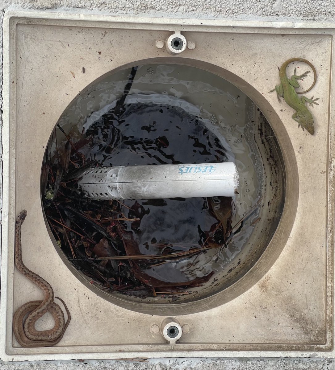 Standoff? Coexistence? Saw these two biding time in my pool skimmer this morning. Anybody knows what kind of snake it is? ⁦⁦⁦Dr. Morris? @Jmorri2Jim⁩