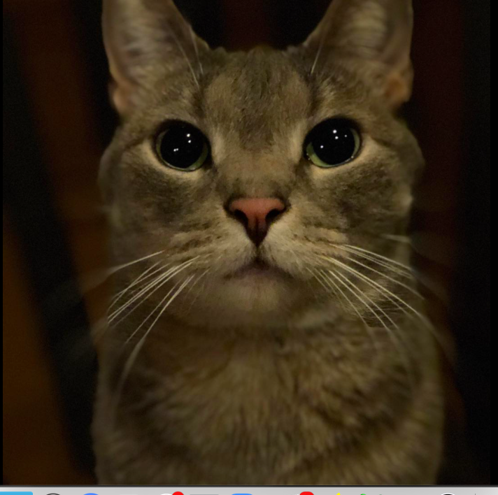 Finn is feeling a bit stiff on his Caturday debut.  Let's hope he loosens up a bit...in the meantime, I'll grab some catnip.  #Caturday