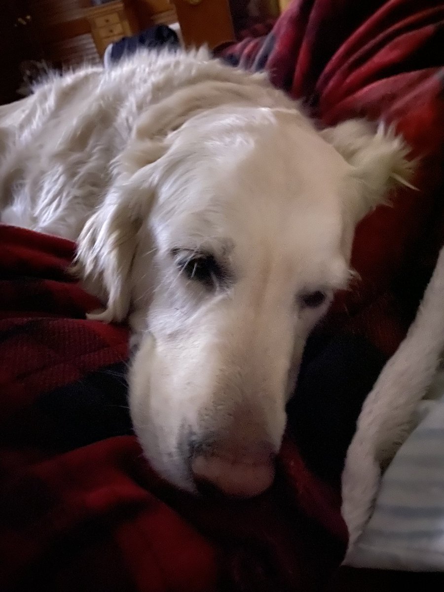 therapy_jake's tweet photo. Dr. DogMom is dreading moving the clocks forward. Any suggestions to make my belly forget its too early for breakfast tomorrow morning? #SpringForward #dogsoftwitter #GoldenRetrievers #whenisbreakfast #nosleepingin https://t.co/uNUYb54auD