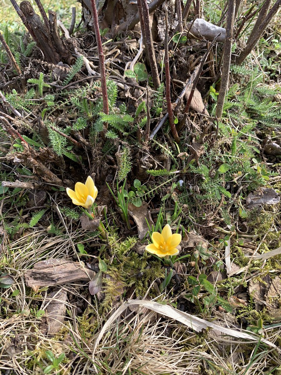iamnilpferd's tweet photo. Der #Frühling lässt sich nicht mehr aufhalten. https://t.co/WDUXcvIfaI