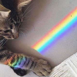 Why you should have a cat tweet media