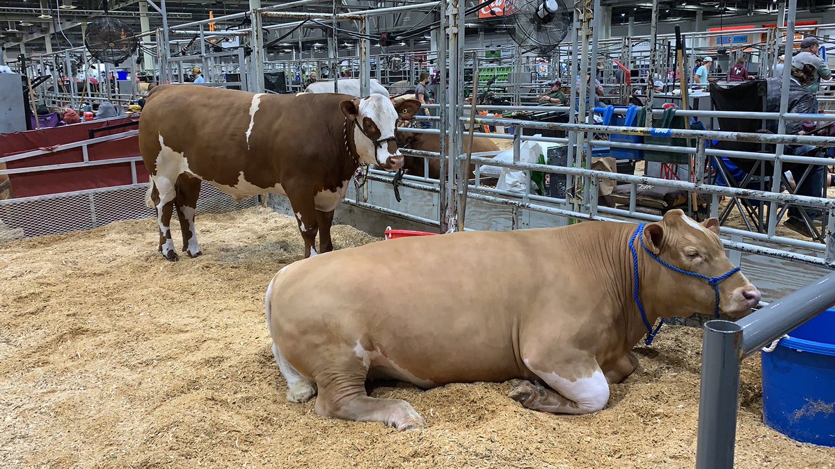 Kids and calves are settled in and we are ready to show!!! Good luck to @abbeyrodee &amp; <a href="/averynikolee/">Avery Smith</a> at the HLSR scramble show!! <a href="/ffa_summercreek/">SCHS FFA</a> <a href="/HumbleISD_SCHS/">Summer Creek High</a> <a href="/HumbleISD_CTE/">Humble ISD CTE</a>