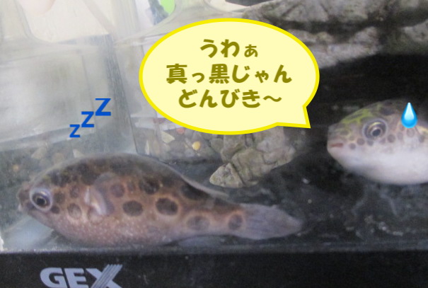 たみ 薬浴中びっちゃん 寝ると赤い部分が増すなぁ いちじくは寝ると黒い ϵ ϵ O O ミドリフグ たみ 薬浴中びっちゃん 寝ると赤い部分が増すなぁ いちじくは寝ると黒い ϵ ϵ O O ミドリフグ