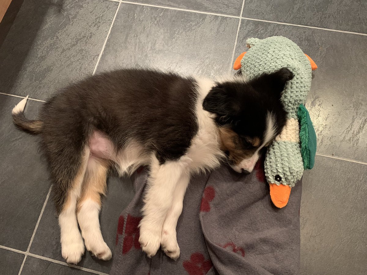 Lexi41423012's tweet photo. I had my jabs this week from a lovely lady vet. Master and mistress excited to take me for “walks”....but the whole thing was exhausting for me.... https://t.co/r4yQZu7rHF