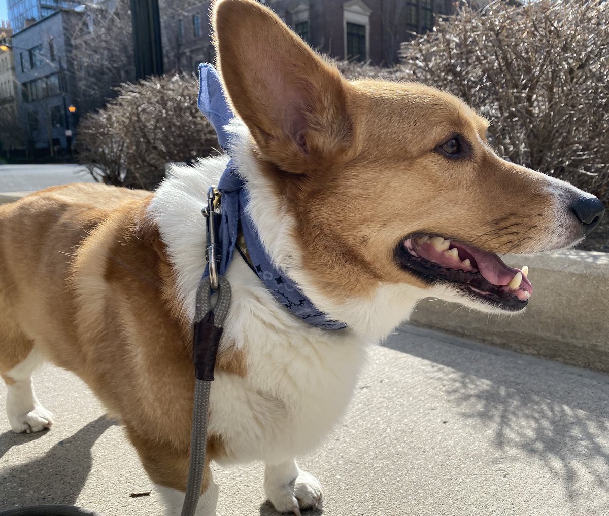 RiotDogChicago's tweet image. Out enjoying the sunshines on my morning adventures. Hope every is having a great day! #CorgiCrew