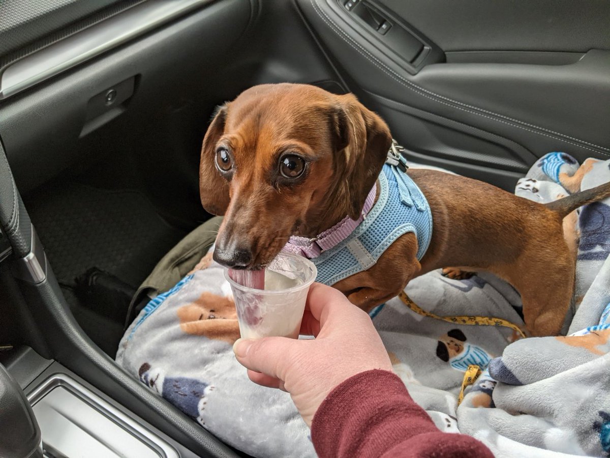 GotAnyWifi's tweet photo. @Starbucks Chuy likes her Pup Cup. https://t.co/Eeq1p6MvIz