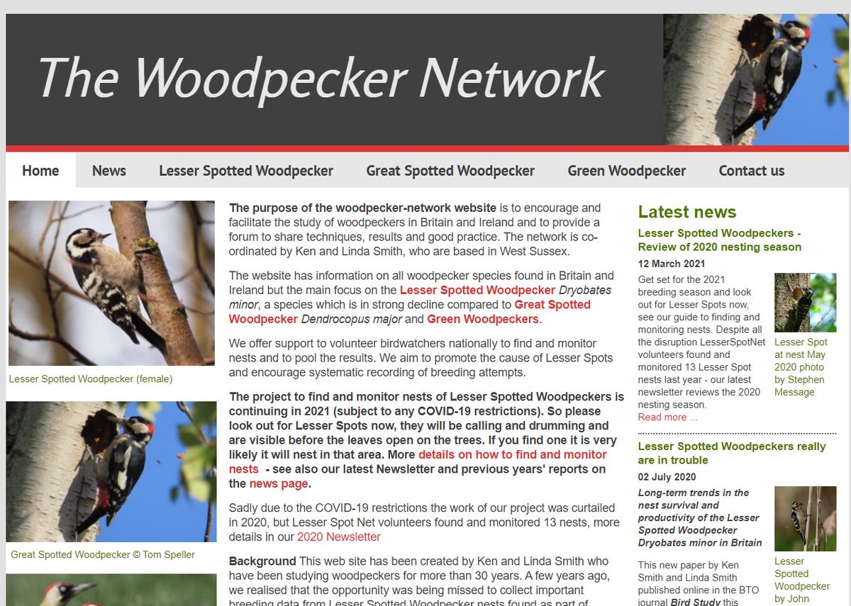 lesserspotnet's tweet image. Support LesserSpotNet, visit your local woods in March to find Lesser Spotted Woodpeckers, they are calling &amp;amp; drumming and easier to find before the leaves come out. See our guide to finding &amp;amp; monitoring nests and our report of 2020's nests on our website woodpecker-network.org.uk