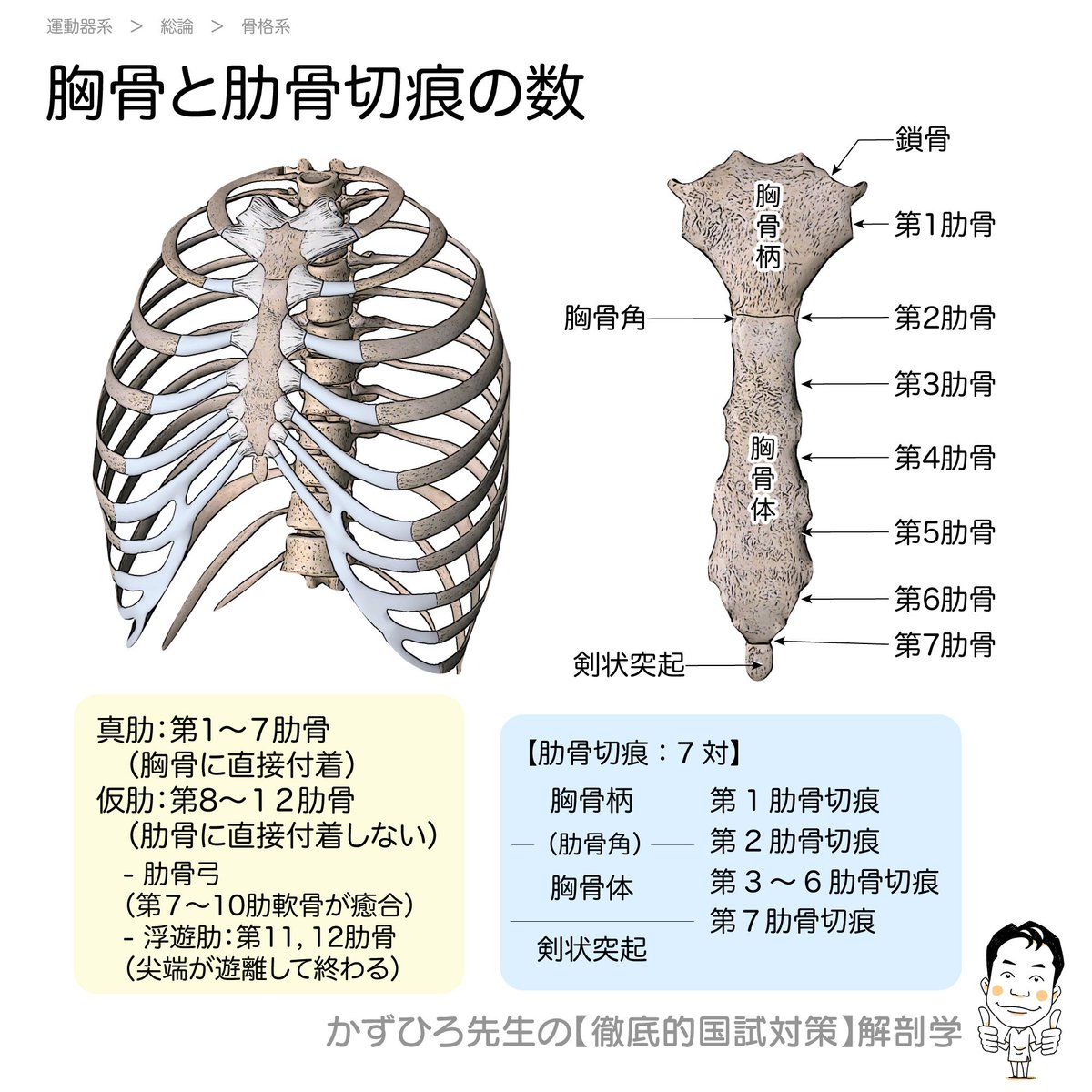 かずひろ先生 なるほど解剖学 胸骨と肋骨切痕の数 真肋 第1 7肋骨 胸骨に直接付着 仮肋 第8 12肋骨 肋骨に直接付着しない 肋骨弓 第7 10肋軟骨が癒合 浮遊肋 第11 12肋骨 尖端が遊離して終わる 肋骨切痕 7対 胸骨柄 第1