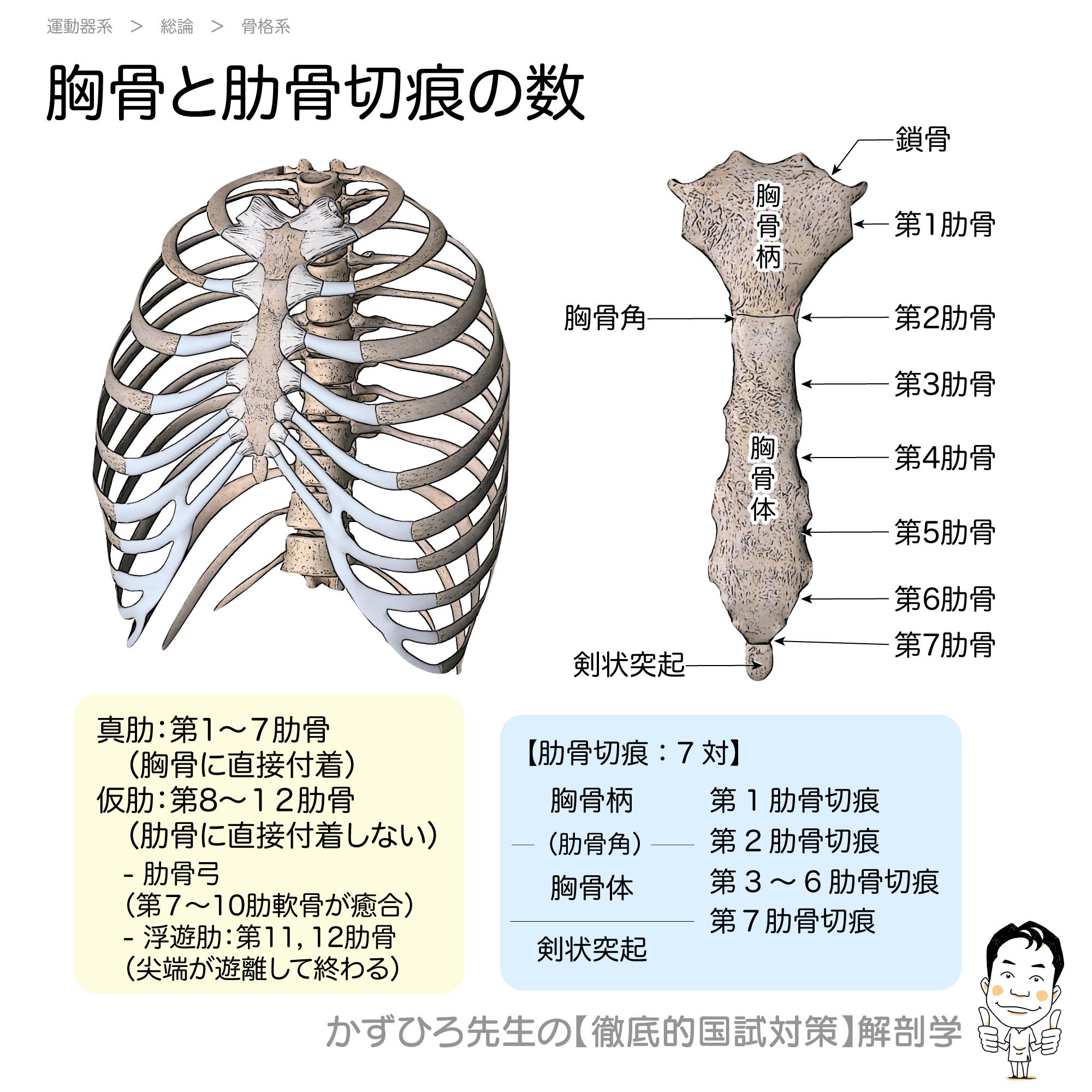 黒澤一弘（かずひろ）解剖学IT教育・指圧師・ラダック on X
