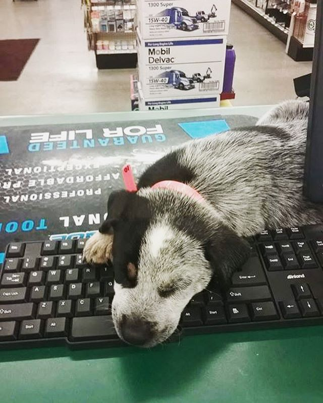 OReillyCareers's tweet photo. Happy Saturday from #TeamOReilly! This little guy is exhaust-ed from providing excellent customer service. See what we did there?  🐾😂 

Apply today!
https://t.co/ZORMQdC7xW...

#OReillyStrong #OreillyAuto #OreillyPowered #TeamOReilly #OReillyCareers https://t.co/TOKwyKOH2S