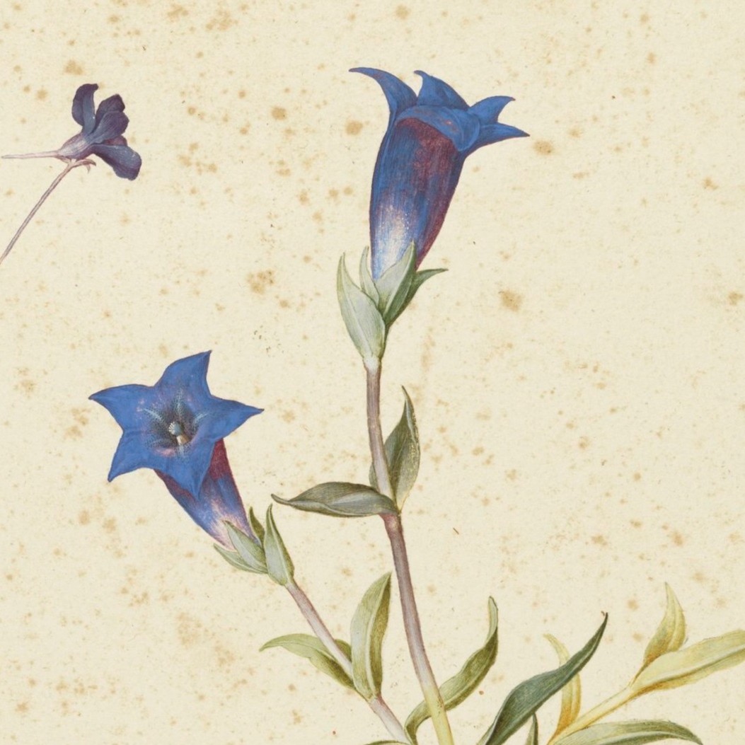 UffiziGalleries's tweet photo. J. #Ligozzi for #UffiziHerbarium
“God made a little #Gentian -
It tried to be a Rose
And failed and all the Summer laughed
But just before the Snows
There rose a Purple Creature
That ravished all the Hill
And Summer hid her Forehead
And Mockery was still ..."
E. #Dickinson https://t.co/UU04q8rrMu
