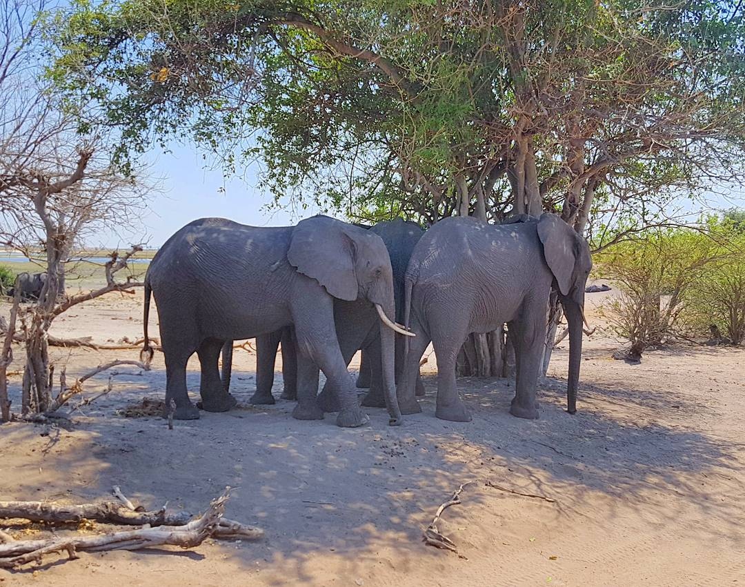 khula_akash's tweet photo. #Elephants are some of the most intelligent, social and empathic #animals. They belong in nature, wild and free.

#khulaakash #nepalitraveller #nepali #travel #travelphotography #travelling #botswana #safari #africa #chobe #sanctuary #nature #wildlife #beautifuldestinations https://t.co/hFlstP0k4c