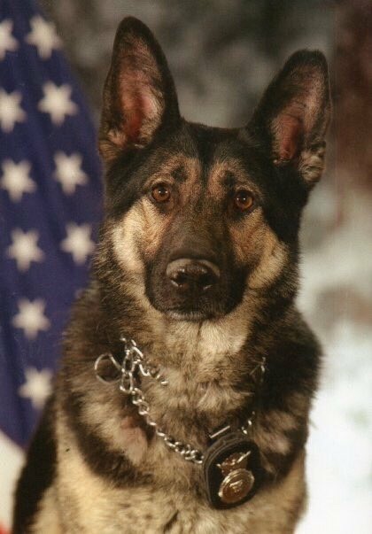 #K9VeteransDay
@usairforce MWD Avar. “He served our country with 11 tours of duty, assisted the Secret Service and was able to retire to the home of his favorite handler, my husband Dan. We had him for a year and a half after retirement and we loved every minute of his presence.”