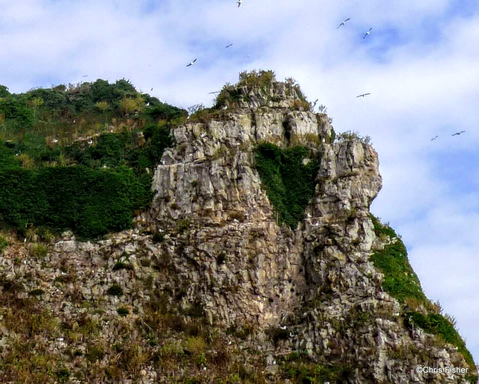 View of Steep Holm's cliffs © Chris Fisher