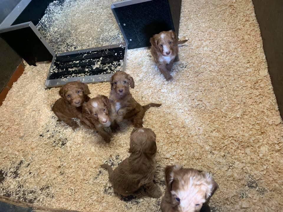 🆘💕🆘 Fb #FindSixSpaniels 💕💕

STOLEN 6 RED COCKAPOO PUPPIES 

Stolen from yalding Kent last night 6 red cockapoo puppies , 7 weeks old , mum was left but puppies stolen 😢

Please share.