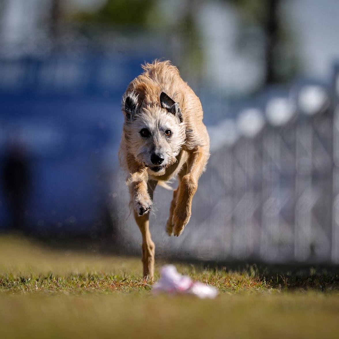 DogEhOfficial's tweet photo. Meet Phelan, the fastest dog in America ๐ She was crowned the fastest after besting 116 other dogs in the American Kennel Club Fast CAT Invitational 100 yard dash where she was clocked at 32.3mph ๐ณ
#fastdog #dogrunning #fastestdog #dogrunning #runnningdog @akcdoglovers #dogeh https://t.co/M5etzZabKp
