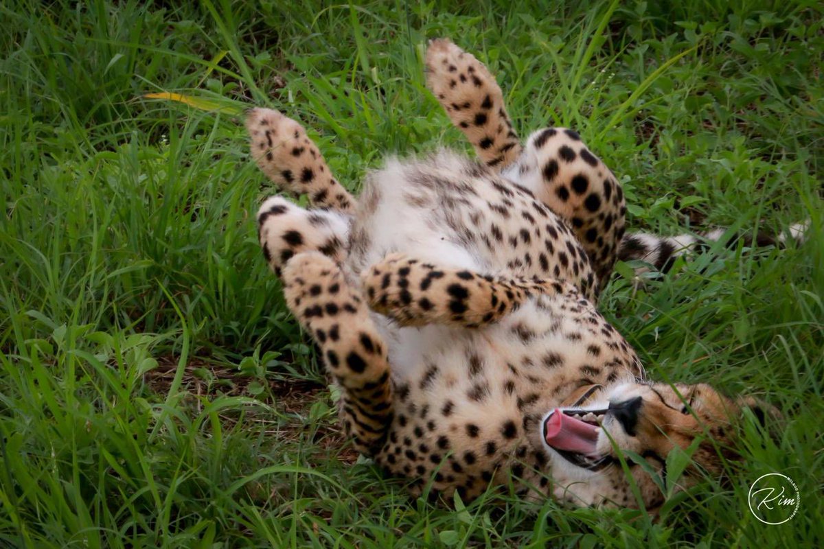 THULATHULA1's tweet image. Savannah rolling in the grass after a good lunch. Happy cheetah 🐆❤️
Great photo by Kim McLeod 
@ThulaThulaFund @Cthrume71 @AcademyThula