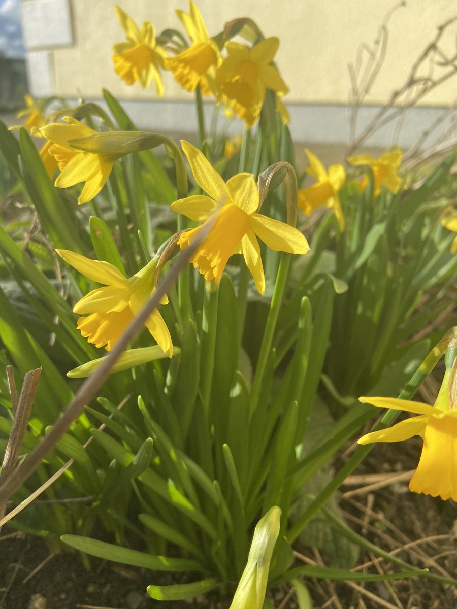 Bígí linn an Chéadaoin seo do chéiliúradh Lá le Pádraig ar líne. 4i.in. Amhráin, scéalta is seanchas