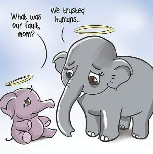 Gerturu's tweet photo. 🙏🙏🙏
#SaveAllElephants
#FreeElephants
#BeKind https://t.co/OKiMNGYiAQ