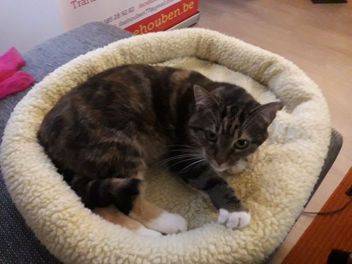 My sweet cat cato #Caturday also followed the awesome course #rethinkandgrowrich with great coach <a href="/PaulOMahony/">Paul O'Mahony I Author I Speaker I Entrepreneur 💡</a>. 
ilsehouben.com