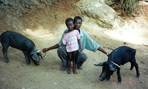 This was all part of a program spearheaded by Reagan and the IMF that ultimately undermined Haiti’s agriculture and made them dependent on the US for food. Peasants would be forced to move to the cities to work sweatshop jobs for a couple cents a day.