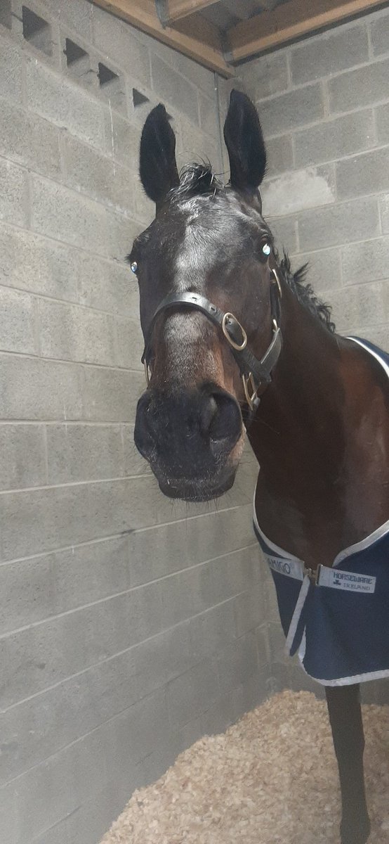 Corbeau the handsome boy after his super run, first time out in the bumper in <a href="/NavanRacecourse/">Navan Racecourse</a> today. He is one for the future 
✈🏇👑🌠

<a href="/JodyT97/">Jody Townend</a> 
<a href="/johnnychurley/">johnnychurleyracing</a>