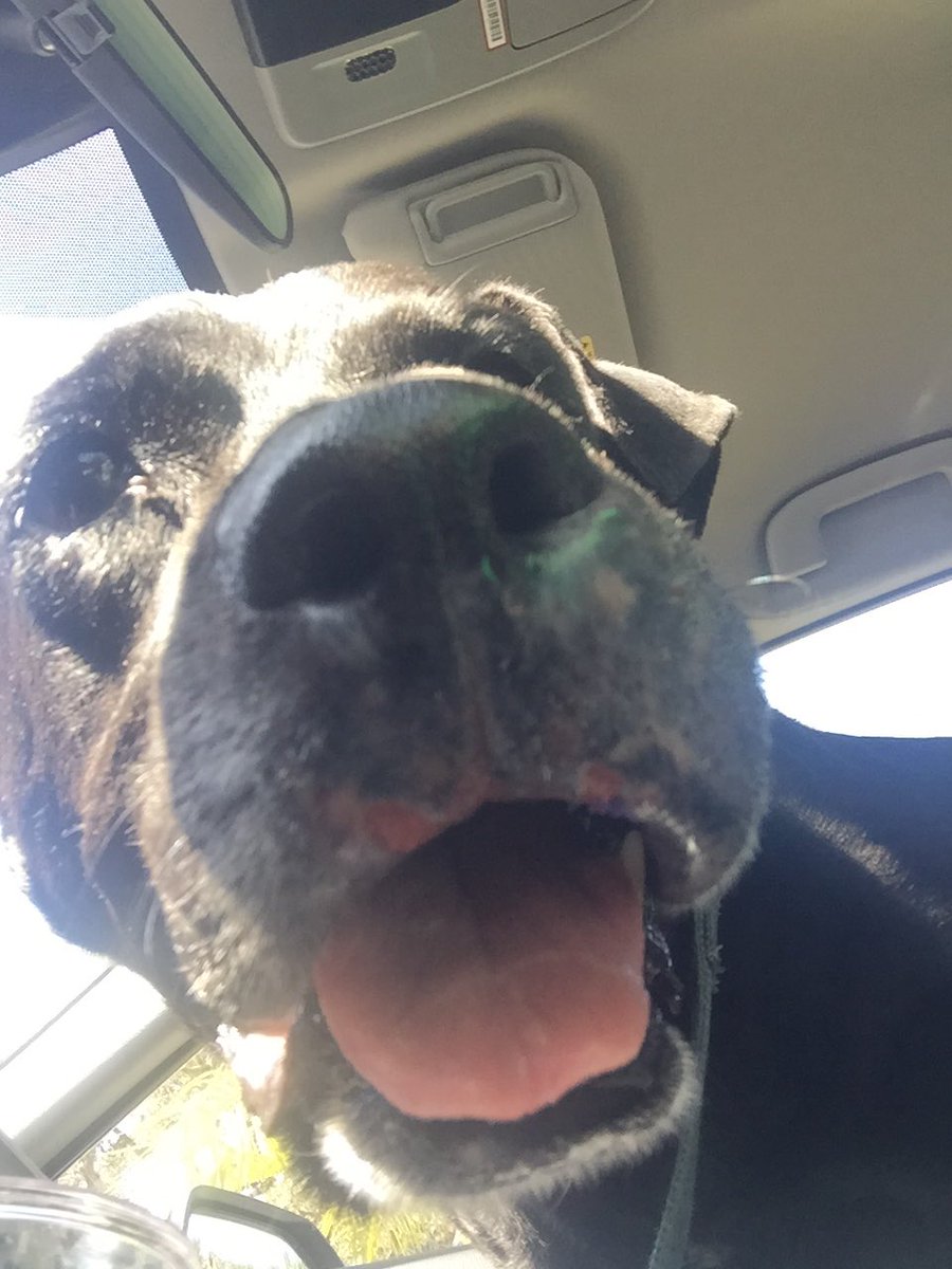 SBrownReports's tweet photo. Look at this sweet senior! Fudge loved his pup cup and peeking his nose out the window to get some fresh air on our adventure. He’s available to adopt at @jaxhumane... come meet him! https://t.co/9Sub8XuzQC