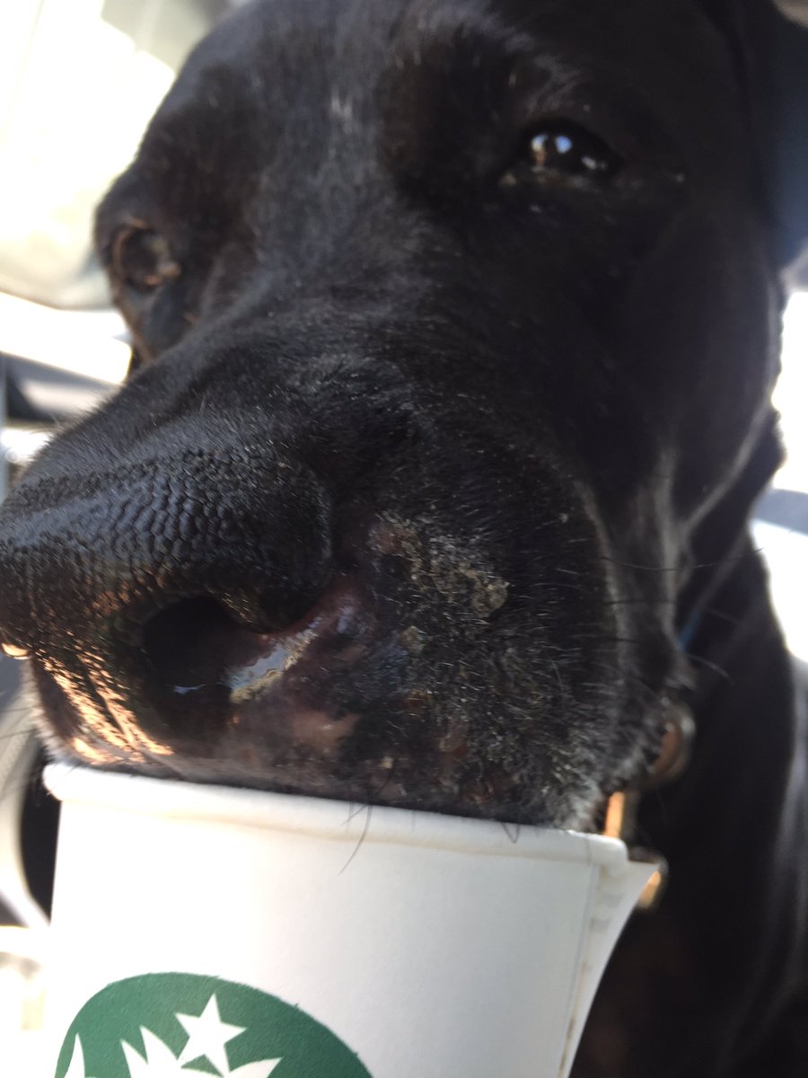 SBrownReports's tweet photo. Look at this sweet senior! Fudge loved his pup cup and peeking his nose out the window to get some fresh air on our adventure. He’s available to adopt at @jaxhumane... come meet him! https://t.co/9Sub8XuzQC