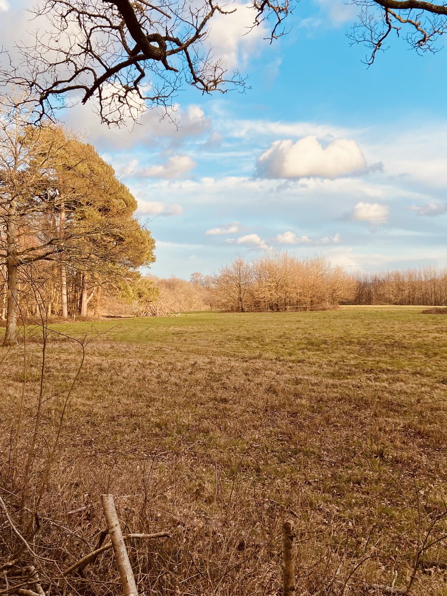 hallamtweets's tweet photo. One boy and his dog 🐶 exploring the woods before tonight’s #lockdownsaturday commences 🥂❤️🍸😅 #Blessed 🙏 ☁️ 🌳 https://t.co/5G2DE3Ims7