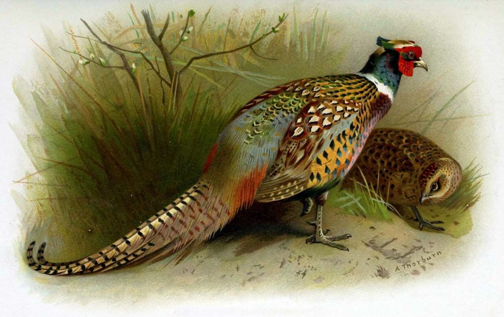 HistoryLink's tweet photo. #OnThisDay in 1881, the first ring-necked pheasants introduced into the United States arrived at Port Townsend. https://t.co/niWYoTTsrf https://t.co/2yB6GjD4pl