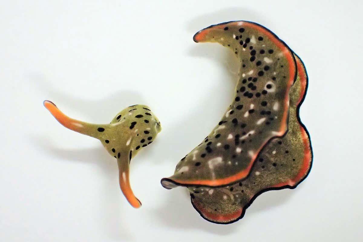 Two species of sea slugs take drastic measures to get rid of parasites – they separate their head from their body and then regrow a new one over a few weeks bit.ly/3laltoZ