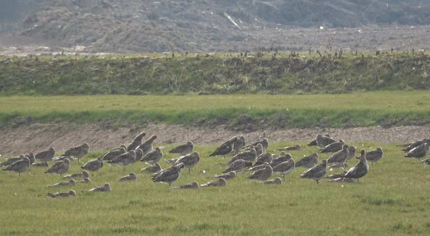 Wes_E_Payne's tweet photo. There's something reassuring about seeing large flocks of roosting curlew, these part of a flock of 182 at #Pyewipe on the #Humber https://t.co/FM3G3tXcTx