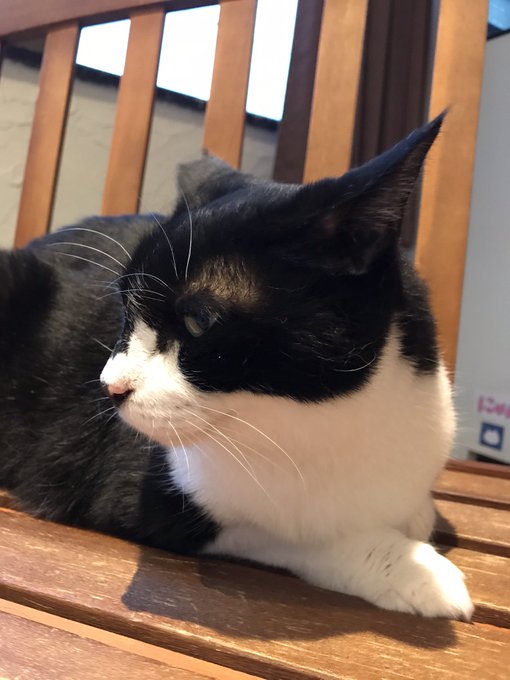 狭山市保護猫カフェfunnycatのtwitterイラスト検索結果 狭山市保護猫カフェfunnycatのtwitterイラスト検索結果