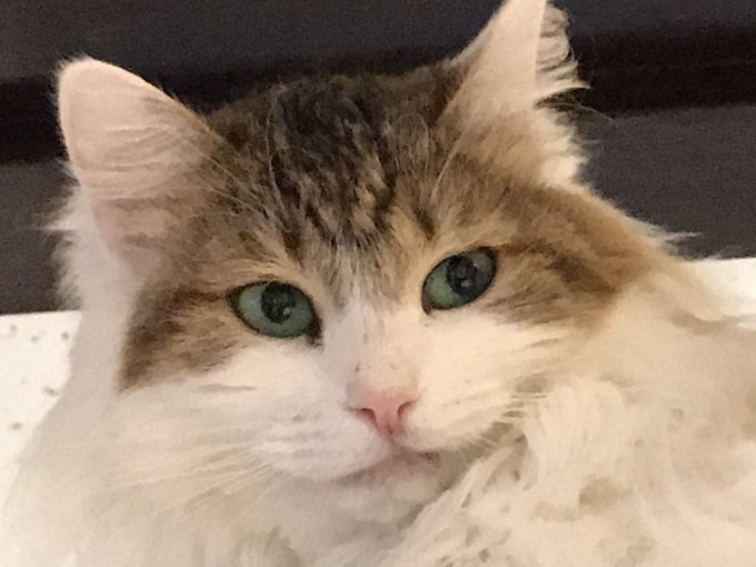 狭山市保護猫カフェfunnycatのtwitterイラスト検索結果 狭山市保護猫カフェfunnycatのtwitterイラスト検索結果