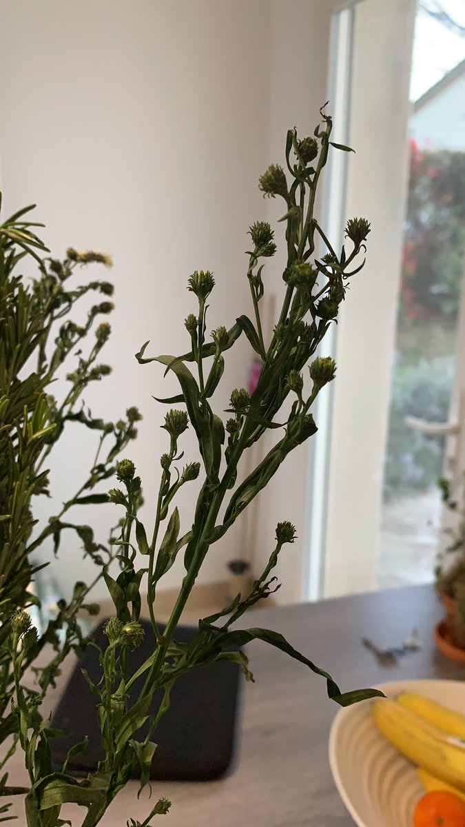 louisedunn101's tweet photo. @BloomandWild my relatives sent me birthday flowers and I’m pretty sure they would be extremely disappointed to see what arrived today 😢 https://t.co/EsKIqaJfBd