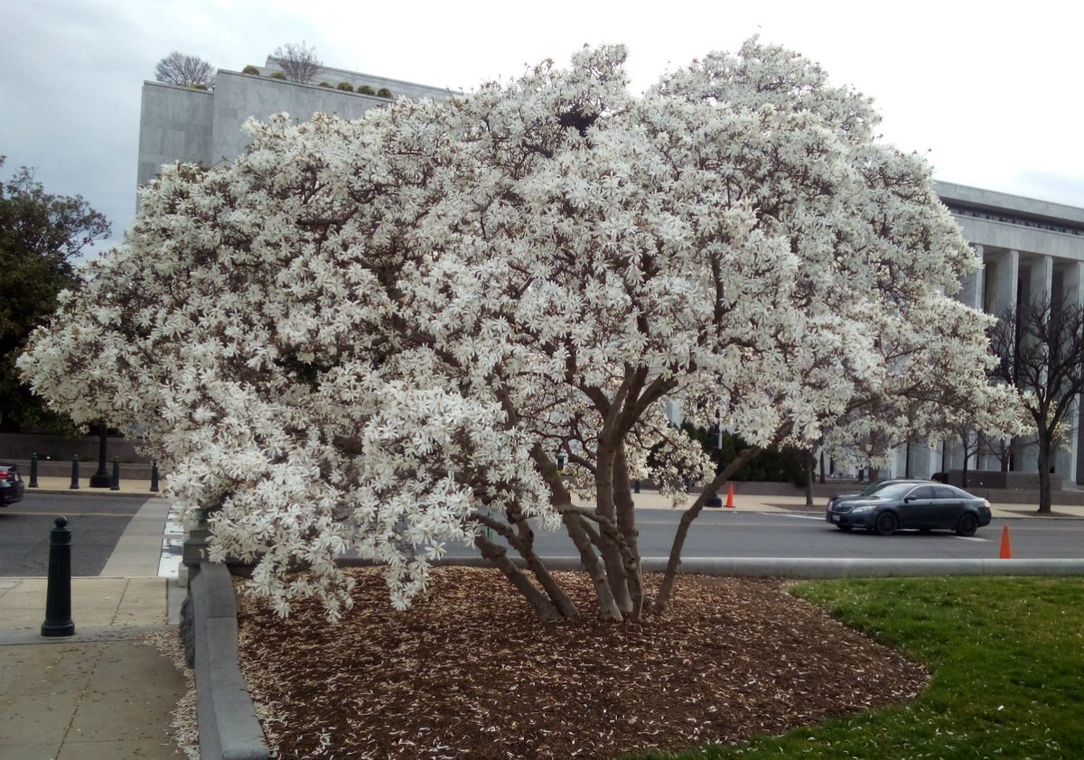 websitemgmt's tweet photo. I took this photo a year ago. I couldn't take it today, not because of COVID but because it's behind razor-topped fencing. We need our home back. #OurDC https://t.co/iSgTlTN5Yy