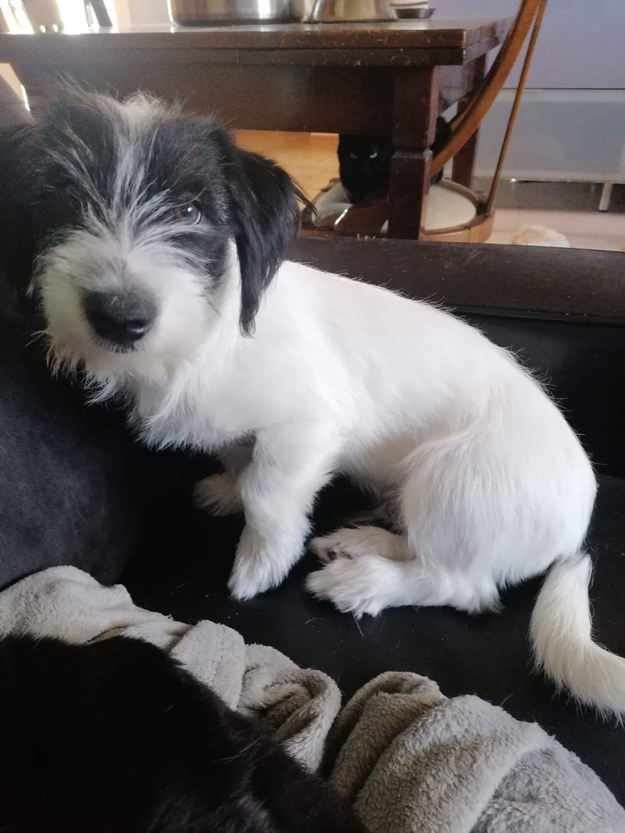 JenniferPodest5's tweet photo. @kopite2303 Thank you, this is Panda whom you are finding yourself helping me with! 😊❤️ https://t.co/qT8lFcyT71