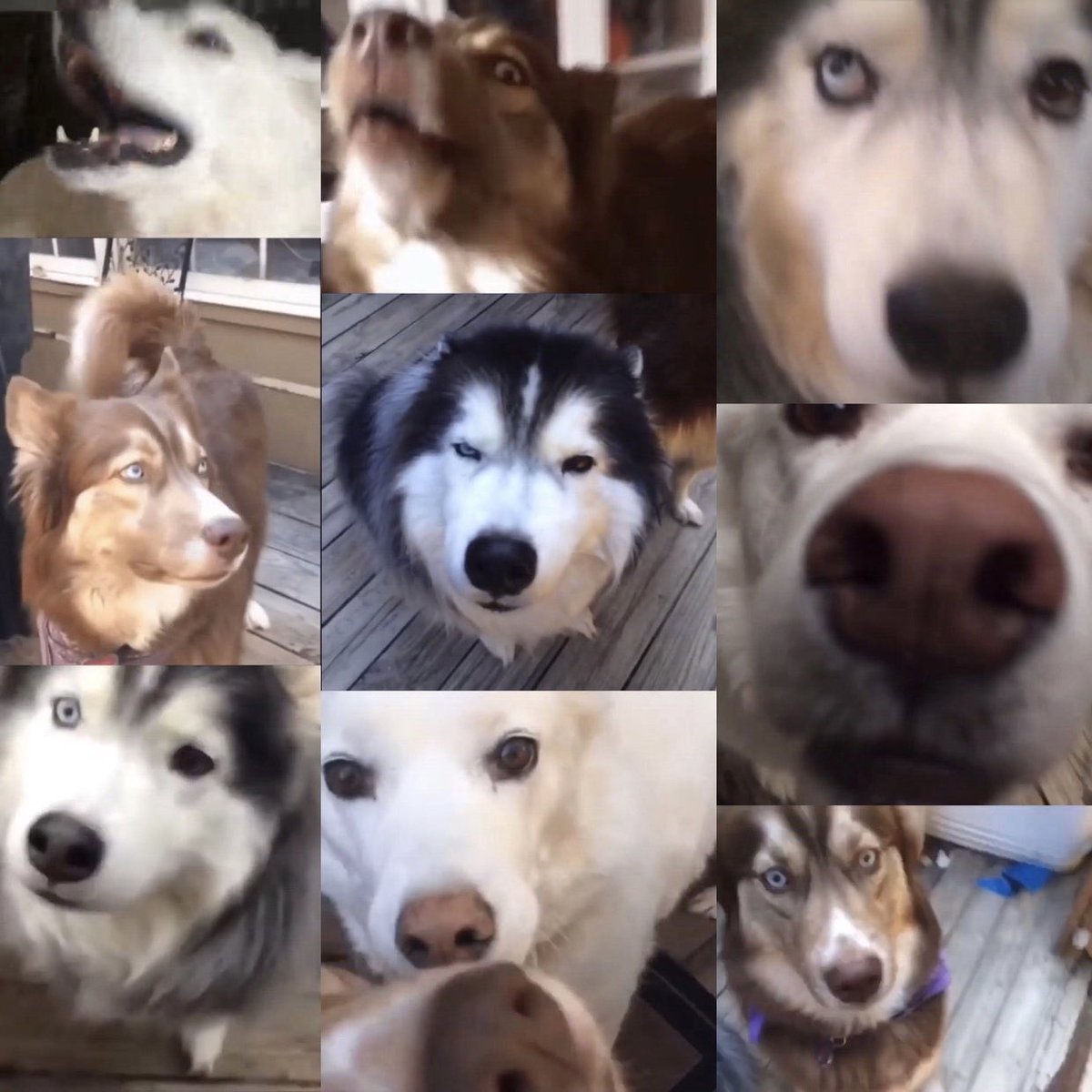 kumapaws376's tweet photo. #husky #huskies #woolyhusky #redhusky #Whitehusky #dogs #pups #flooves #doge #pupper #doggo #シベリアンハスキー #シベリアン #ハスキー #パッパー #dogsoftwitter #DogsofTwittter #siberianhusky #floofs #floof #сибирскийхаски #хаски #pooch #хаскифото #sibirischerhusky #بحةسيبيرية #أجش https://t.co/YOcoVTihxt