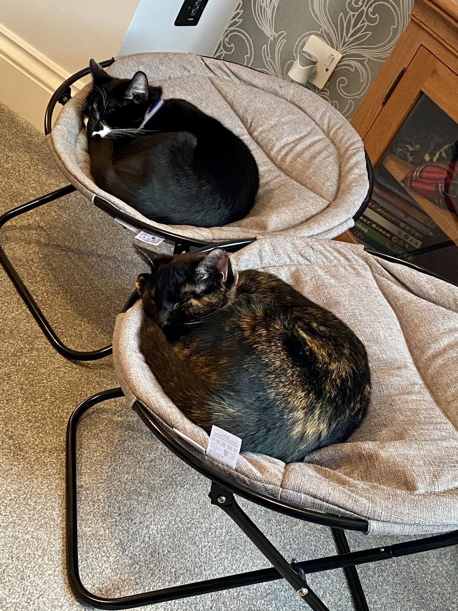 Kerry_SandyD's tweet photo. Toby and Cookie. Living the best life 😂 #kittens #CatsOfTwitter #caturday https://t.co/1HHxpX9RoM