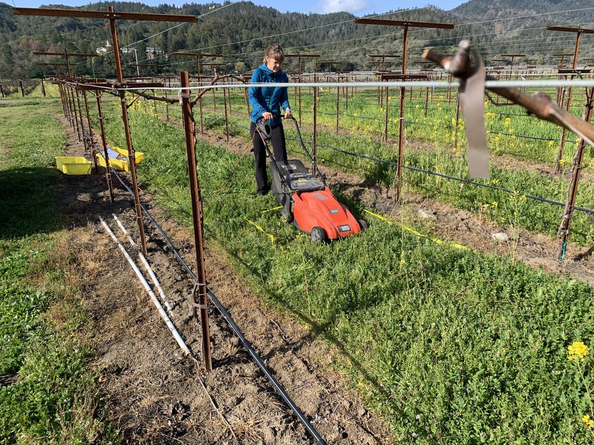 kurtural's tweet image. Yes. Research in the vineyard .... collecting biomass. Next we get the underground biomass. Why don’t more people work for me ?  Hmm? @aleclevin you could learn something here.