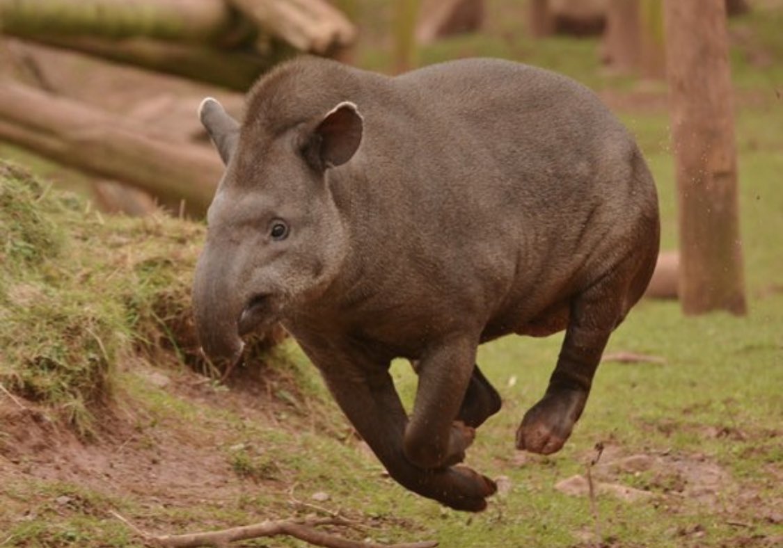 Носорог в тропическом лесу. Андский тапир. Горный тапир непарнокопытные. Чепрачный тапир. Белобрюхий тапир.