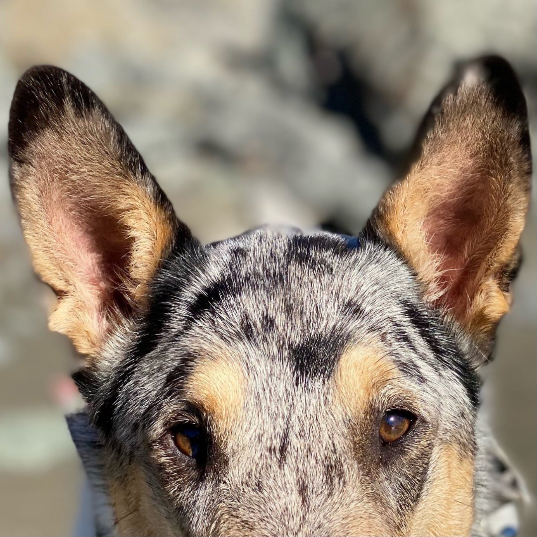 ARS_animalreiki's tweet photo. An animal's eyes have the power to speak a great language. βMartin Buber π The question is, will we listen? #LetAnimalsLead #AnimalLovers #DailyAnimals https://t.co/rcrGNInbuH