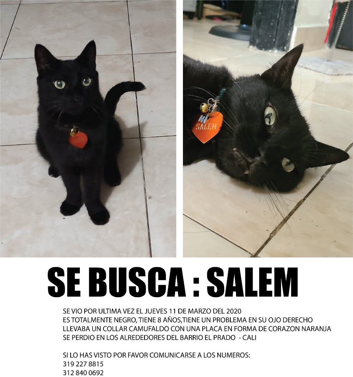 Por favor informar a <a href="/chougeral/">Geraldine Caicedo 👻💀🎃</a> #gatoperdido #calico <a href="/EnterateCali/">Entérate Cali - Noticias Cali</a> <a href="/adncali/">ADN Cali</a> Gatito negro perdido en el sector de El Prado, Cali.