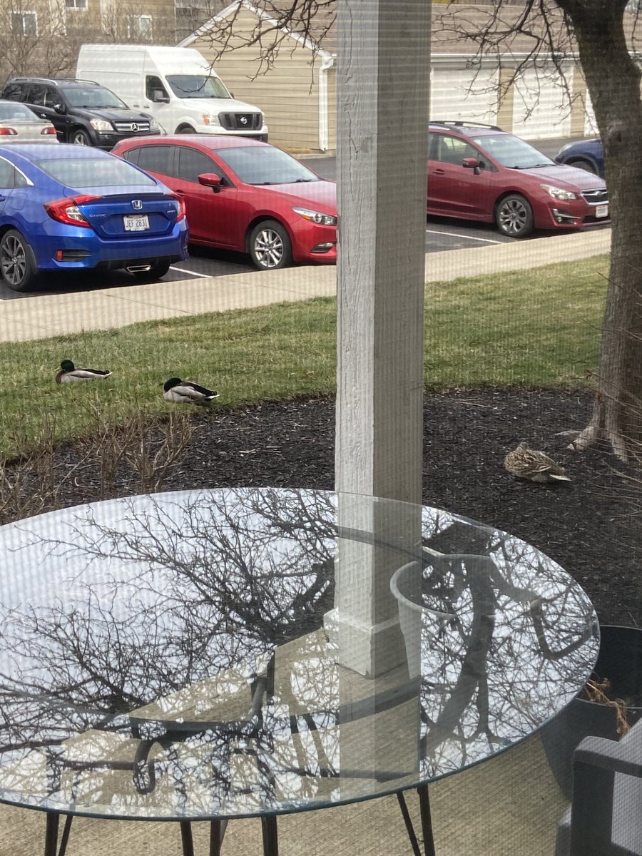 New friends have come to visit. They decided to lay down right outside my patio.